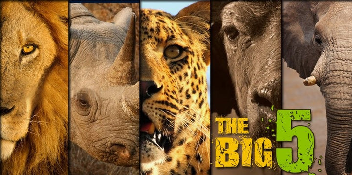 The Big Five Wired and Beads - African Craft - Dilwana - botswana online shopping