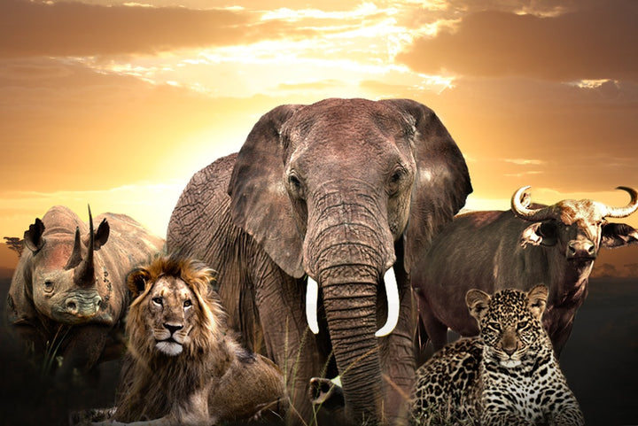 The Big Five Wired and Beads - African Craft - Dilwana - botswana online shopping