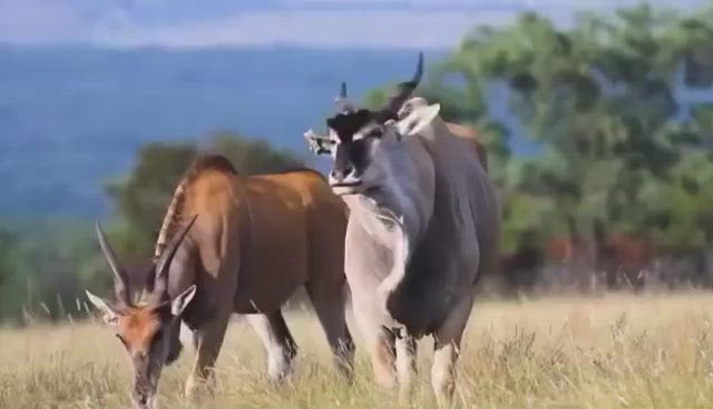 African beadwork-Gemsbok Wired and Beads-African craft